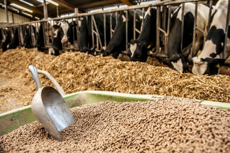 Optimizing Animal Feed Production
